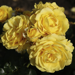 Beetrose, Rosa »Sunmaid®«, Blüte: gelb, gefüllt