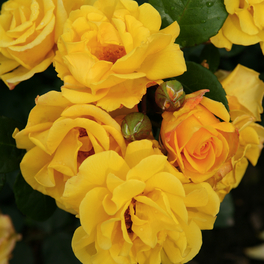 Beetrose, Rosa »Sunshine®«, Blüte: gelb, halbgefüllt
