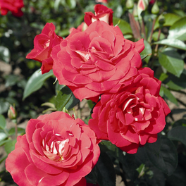 Beetrose, Rosa x hybrida »Heimatmelodie«, Blüte: rot, halbgefüllt