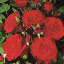 Beetrose, Rosa x hybride »Montana«, Blüte: rot, halbgefüllt