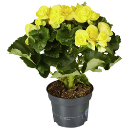 Begonie, Begonia Elatior-Hybriden, Blütenfarbe: gelb