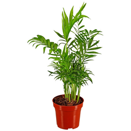 strelitzie zimmerpflanze Strelitzia Nicolai Zimmerpflanze – online kaufen main image 1