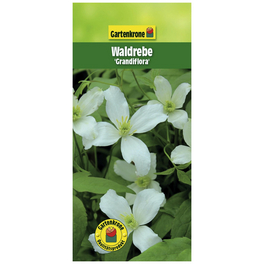 Bergwaldrebe, Clematis montana »Grandiflora«, Blüte: weiß