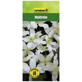 Bergwaldrebe, Clematis montana »Wilsonii«, Blüte: weiß