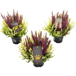 Besenheide, Calluna vulgaris »Color Crown«, max. Wuchshöhe: 25 cm, Blüte: zweifarbig