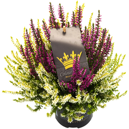 Besenheide, Calluna vulgaris »Color Crown«, max. Wuchshöhe: 25 cm, Blüte: zweifarbig