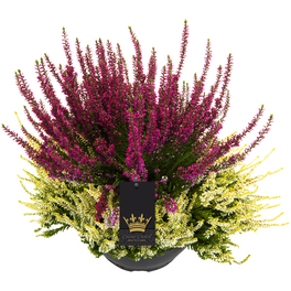 Besenheide, Calluna vulgaris »Color Crown«, max. Wuchshöhe: 35 cm, Blüte: zweifarbig