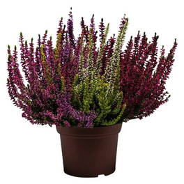 Besenheide, Calluna vulgaris »High Five«, max. Wuchshöhe: 25 cm, Blüte: mehrfarbig