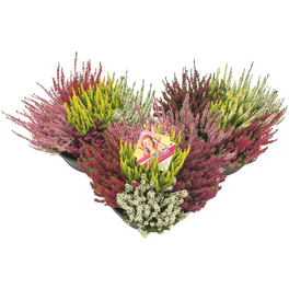 Besenheide, Calluna vulgaris »High Five«, max. Wuchshöhe: 30 cm, Blüte: mehrfarbig