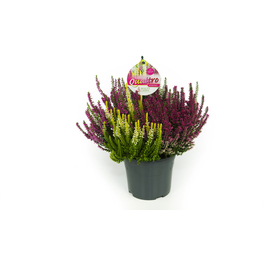 Besenheide, Calluna vulgaris »Quattro«, max. Wuchshöhe: 25 cm, Blüte: mehrfarbig