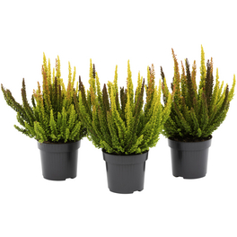 Besenheide, Calluna vulgaris »Skyline Trio«, max. Wuchshöhe: 20 cm, Blüte: dreifarbig