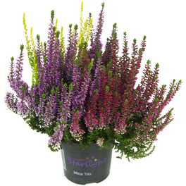 Besenheide, Calluna vulgaris »Starlight Trio«, max. Wuchshöhe: 20 cm, Blüte: dreifarbig