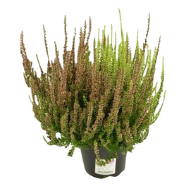 Besenheide, Calluna vulgaris »Twin«, max. Wuchshöhe: 25 cm, Blüte: zweifarbig