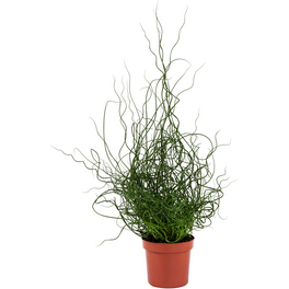 Binse, Juncus tenuis »Twisted Dart«, Pflanzenhöhe: 30-40 cm, grün
