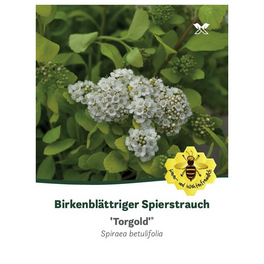 Birkenblättrige Spiere, Spiraea betulifolia »Torgold«, Blätter: grün, Blüten: weiß