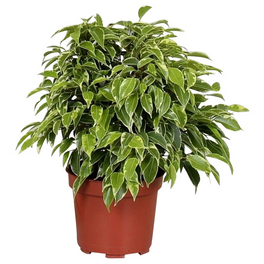 Birkenfeige, Ficus benjamina »Kinky«