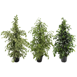 Birkenfeige, Ficus benjamini »Forever-Mix«