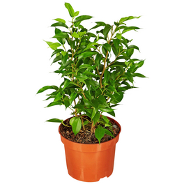 Birkenfeige, Ficus benjamini »Natasja«, im Kunststoff-Kulturtopf