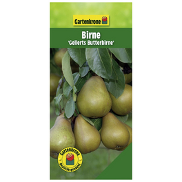 Birne, Pyrus communis »Gellerts Butterbirne«, Früchte: süß