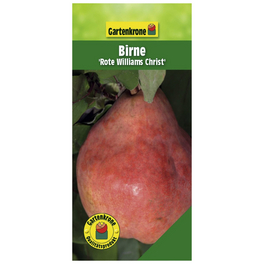 Birne, Pyrus communis »Rote Williams Christ«, Früchte: süß