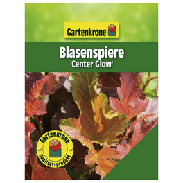 Blasenspiere, Physocarpus opulifolius »Center Glow-R«, Blätter: rot, Blüten: creme