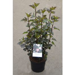 Blasenspiere, Physocarpus opulifolius »Diabolo®«, Blätter: bronzefarben/rot, Blüten: weiß Blasenspiere, Physocarpus opulifolius »Diabolo®«, Blätter: bronzefarben/rot, Blüten: weiß