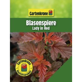 Blasenspiere, Physocarpus opulifolius »Lady in Red«, Blätter: rot, Blüten: creme