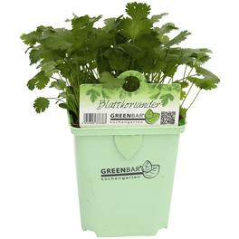 Blattkoriander, Coriandrum sativum, 3er Set, zum Verzehr geeignet, im Topf Blattkoriander, Coriandrum sativum, 3er Set, zum Verzehr geeignet, im Topf