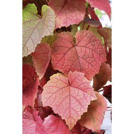 Blaue Amur-Weinrebe, Vitis vinifhera »Amurensis«, Frucht: blau, zum Verzehr geeignet