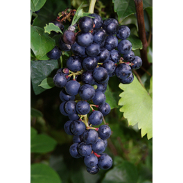Blaue Edel-Weinrebe, Vitis vinifhera Nero »Nero«, Frucht: blau, zum Verzehr geeignet