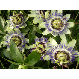 Blaue Passionsblume, Passiflora caerulea, Blüte: blau/weiß