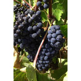 Blaue Weinrebe, Vitis vinifhera »Centuri«, Frucht: blau, zum Verzehr geeignet