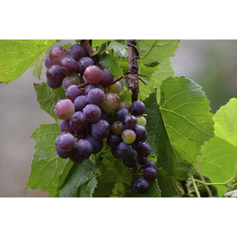 Blaue Weinrebe, Vitis vinifhera »Erdbeertraube«, Frucht: blau, zum Verzehr geeignet