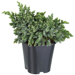 immergrne zimmerpflanzen Philodendron Imperial Green  Immergrne Zimmerpflanze ca. 40 cm