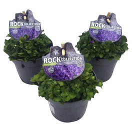 Blaukissen »Aubrieta Hybride« Blaukissen »Aubrieta Hybride«