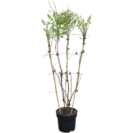 Blauregen, Wisteria sinensis »Amethyst Falls®«, Blüte: blau