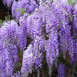 Blauregen, Wisteria Sinensis, Blüte: lila