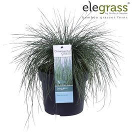 Blauschwingel, Festuca glauca »Azura Blue«, Pflanzenhöhe: 35-45 cm, blau-grün