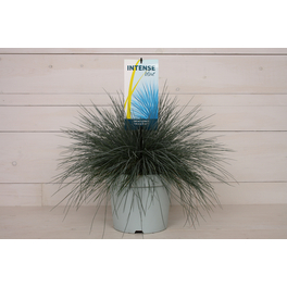 Blauschwingel, Festuca glauca »Intense Blue«, Pflanzenhöhe: 55-65 cm, blau-grün