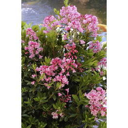 Bloombux®-Kugel magenta, Rhododendron micranthum, magenta, Höhe: 30 - 40 cm