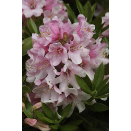 Bloombux® magenta, Rhododendron micranthum, magenta, Höhe: 30 - 40 cm