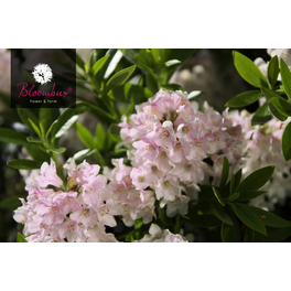 Bloombux® pink, Rhododendron micranthum, rosa, Höhe: 30 - 40 cm