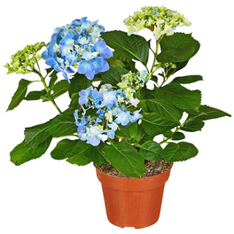 Blühpflanze Hortensie macrophylla, blau