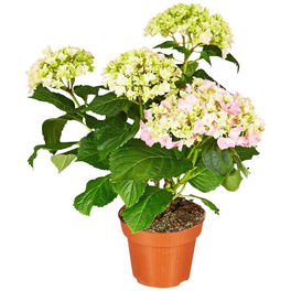 Blühpflanze Hortensie macrophylla, rosa