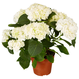 Blühpflanze Hortensie macrophylla, weiß