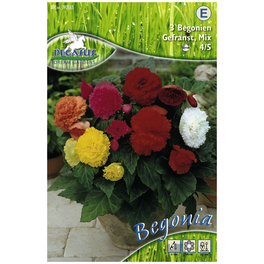 Blumenzwiebel Begonie, Begonia Tuberhybrida, Blütenfarbe: mehrfarbig
