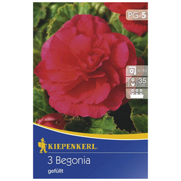 Blumenzwiebel Begonie, Begonia Tuberhybrida »gefüllt rot«, Blütenfarbe: rot
