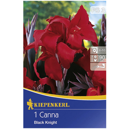 Blumenzwiebel Blumenrohr, Canna indica, Blütenfarbe: rot