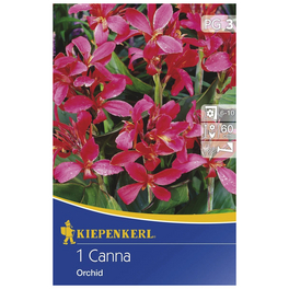 Blumenzwiebel Blumenrohr, Canna indica »Orchid dunkelrosa«, Blütenfarbe: rosa