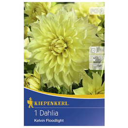 Blumenzwiebel Dahlie, Dahlia Hybrida, Blütenfarbe: gelb